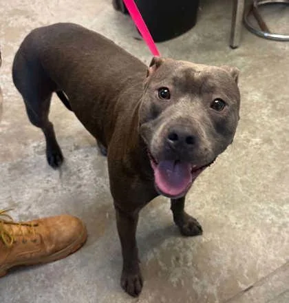 A young large-sized female Pit Bull Terrier dog named Princess for adoption in Bowling Green, KY
