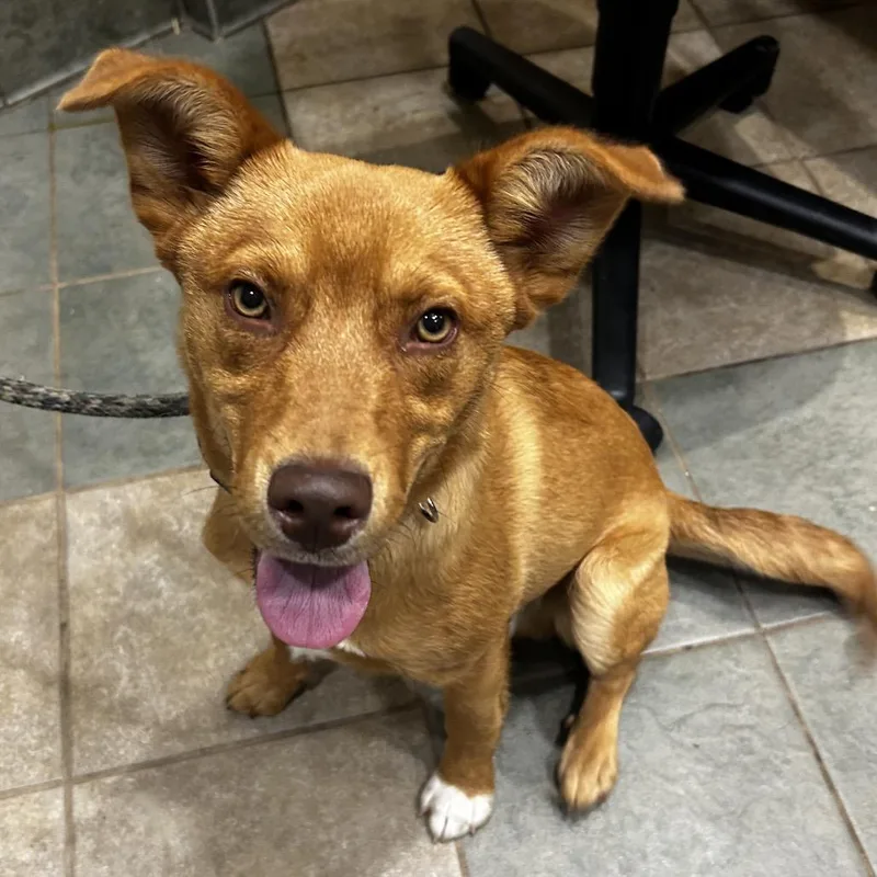 A young medium-sized male Red / Chestnut / Orange Mixed Breed dog named Rusty for adoption in Chattanooga, TN