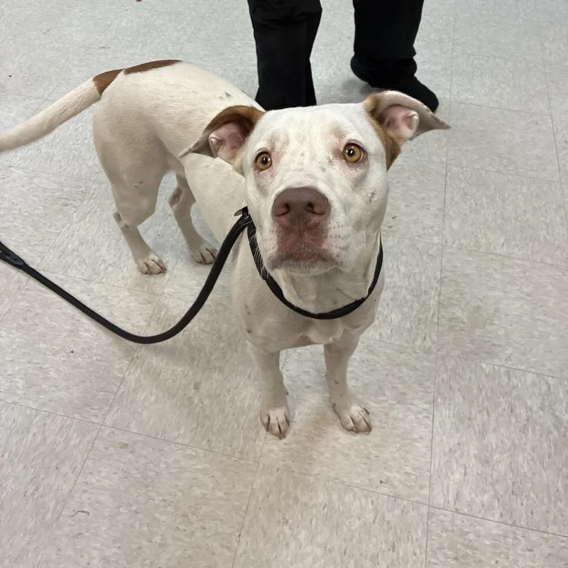 An adult medium-sized female White / Cream Mixed Breed dog named StraystAvenue for adoption in Columbus, GA