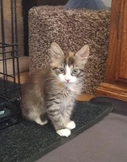 A baby small-sized female Domestic Short Hair cat named Lizza for adoption in Roseville, CA