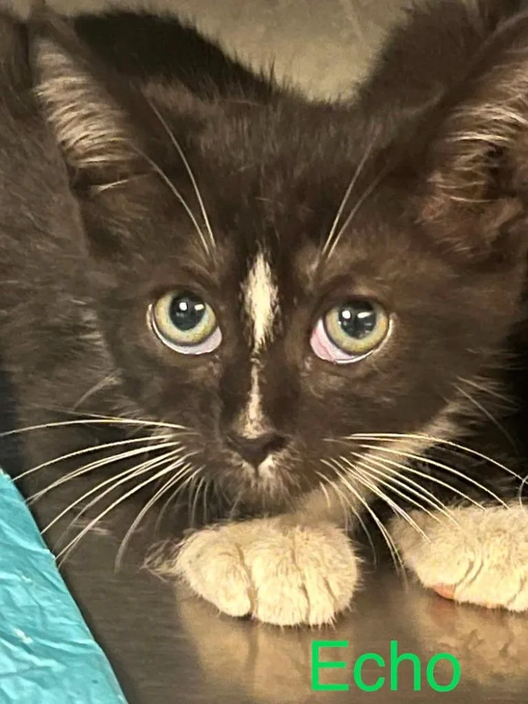 A baby small-sized female Domestic Short Hair cat named Echo for adoption in Princeton, IN