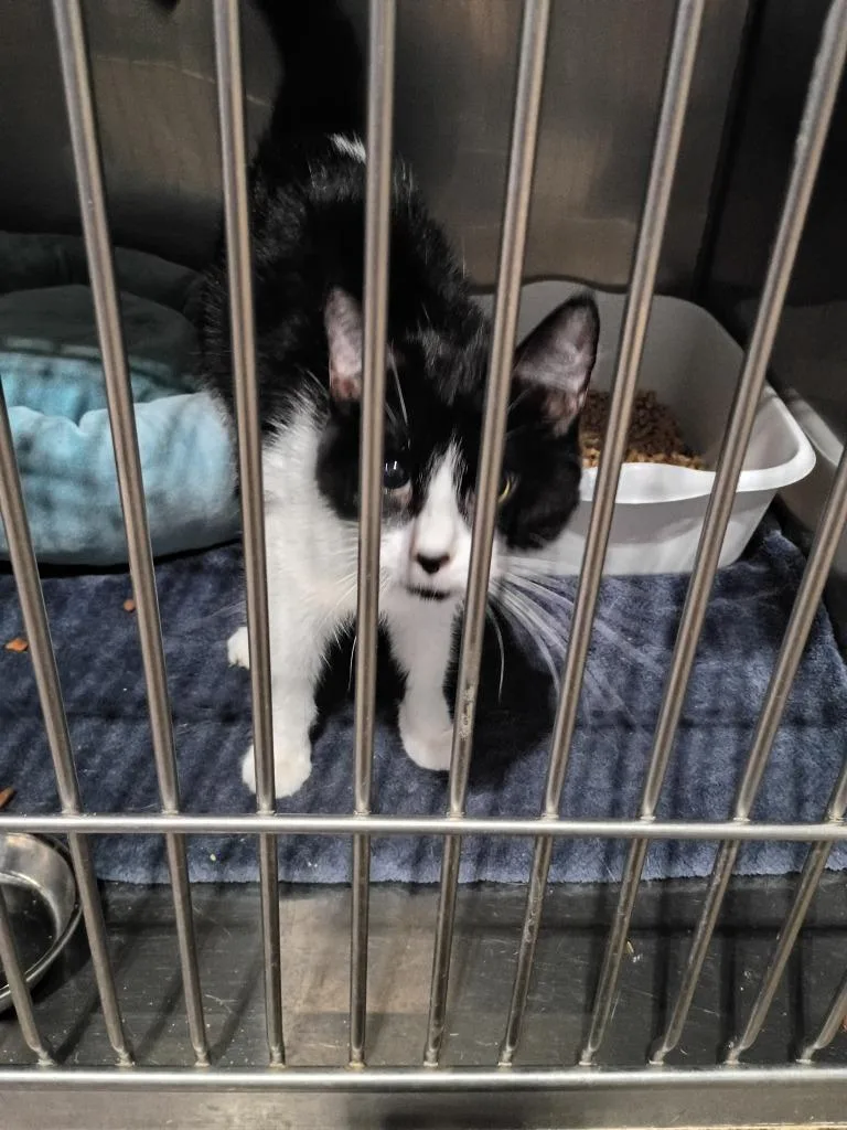 An adult medium-sized female Domestic Short Hair cat named Kira for adoption in Pierceton, IN