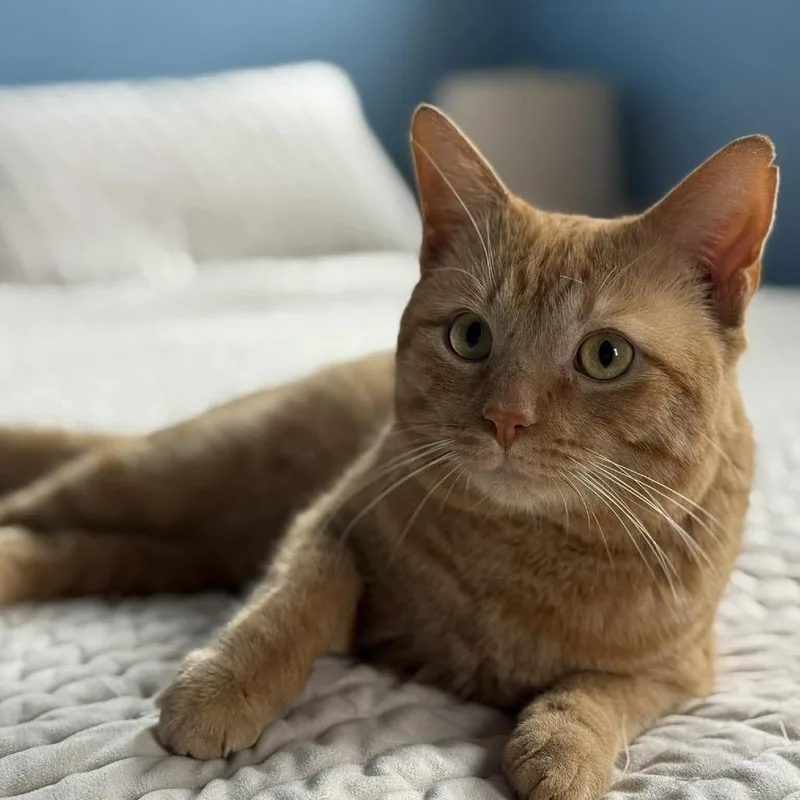 Marmalade thumbnail 2