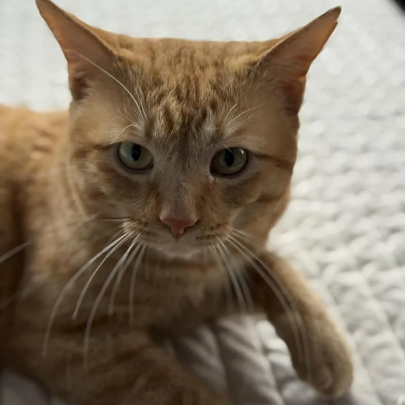 Marmalade thumbnail 3