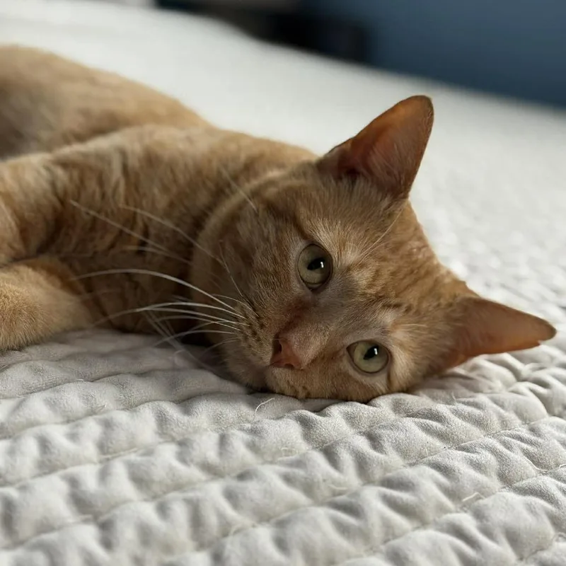 Marmalade thumbnail 4