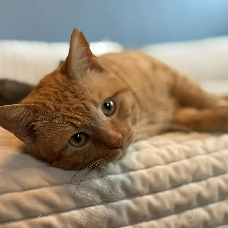 Marmalade thumbnail 5