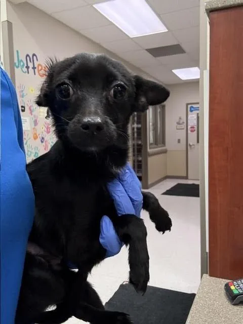 A young small-sized male Black Chihuahua dog named Shadow for adoption in Hobbs, NM
