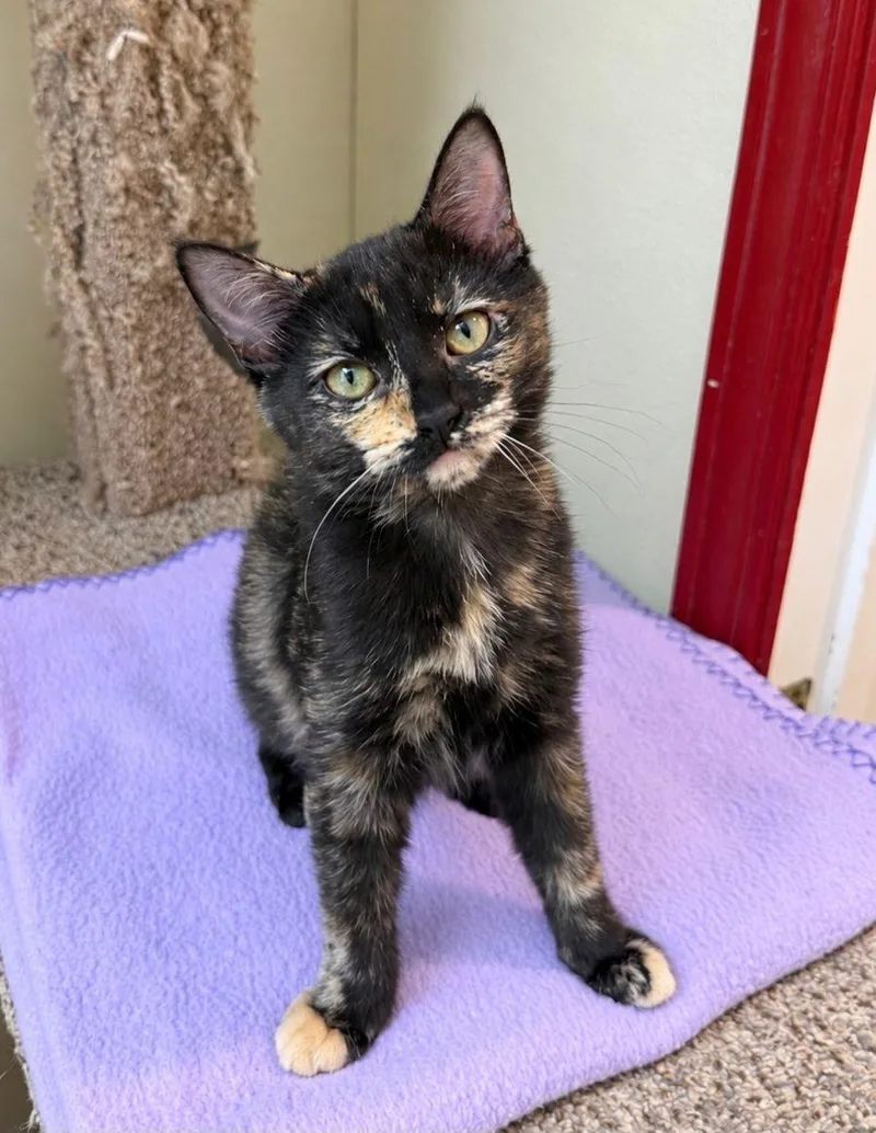 A young medium-sized female Tortoiseshell Domestic Short Hair cat named Coco for adoption in Lodi, CA