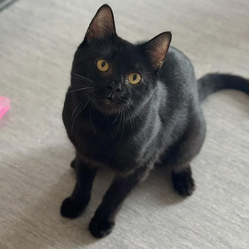 A young small-sized male Domestic Short Hair cat named Orzo for adoption in Port Washington, NY