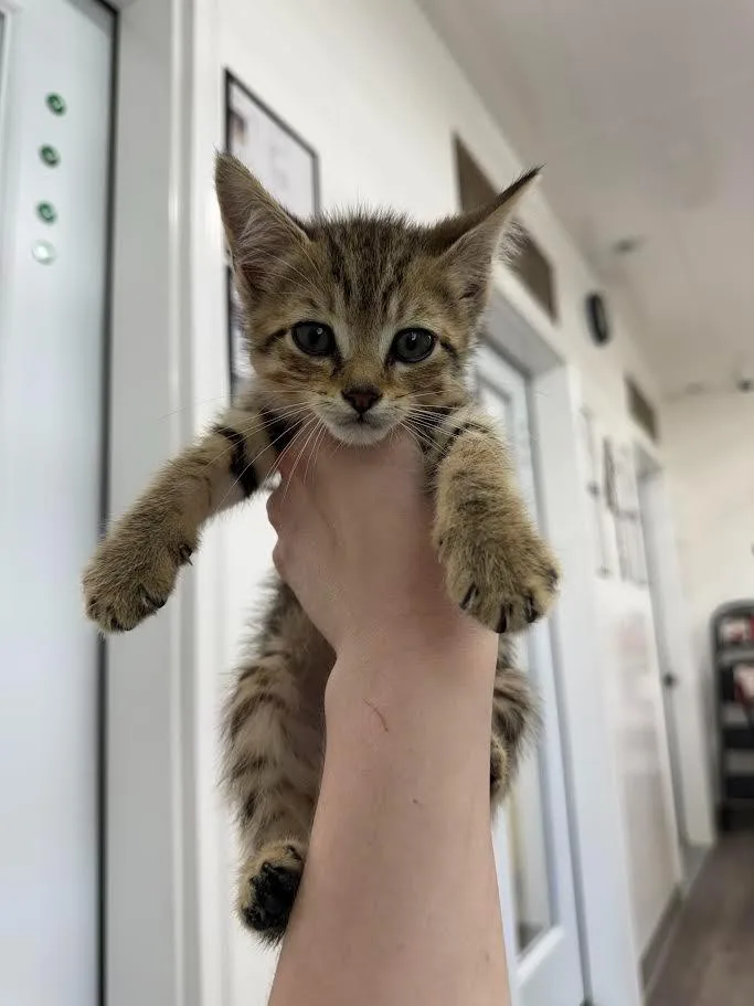 A baby small-sized male Domestic Short Hair cat named Tucson for adoption in Glenfield, NY