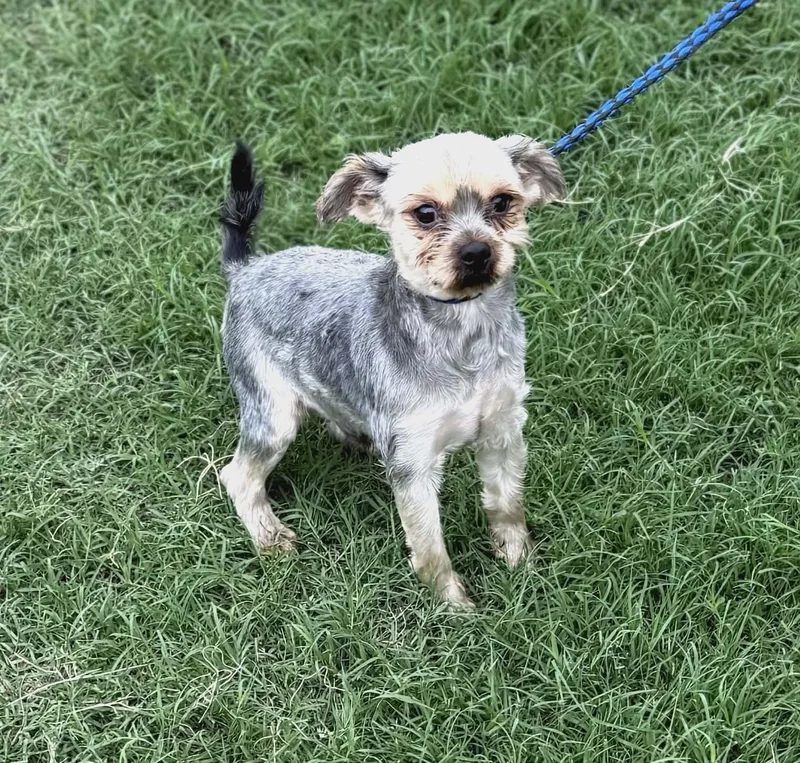 A young small-sized male Yorkshire Terrier dog named Mikey for adoption in Williston, VT