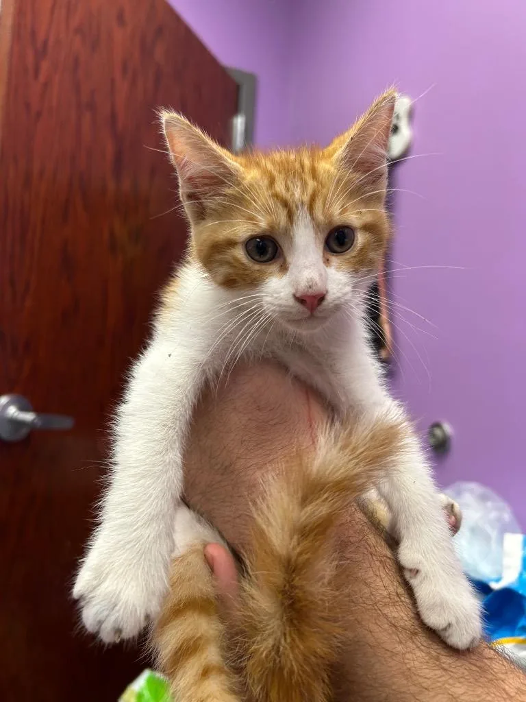 A baby small-sized male Domestic Short Hair cat named Sniffles for adoption in Gautier, MS