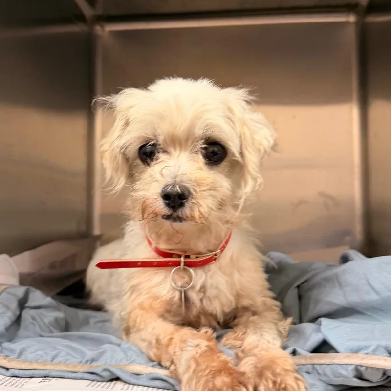 A senior small-sized female Maltese dog named PM Dellila for adoption in Port Washington, NY