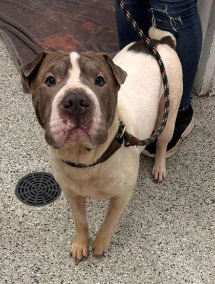 A young large-sized female White / Cream Shar-Pei dog named Moo Shu for adoption in Kansas City, MO