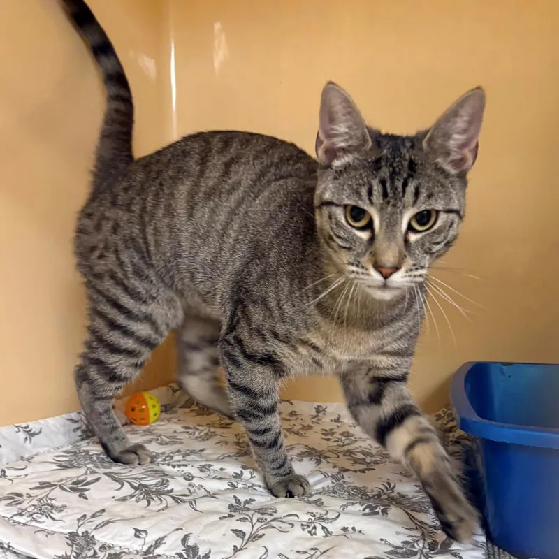 Thomas O'malley thumbnail 2