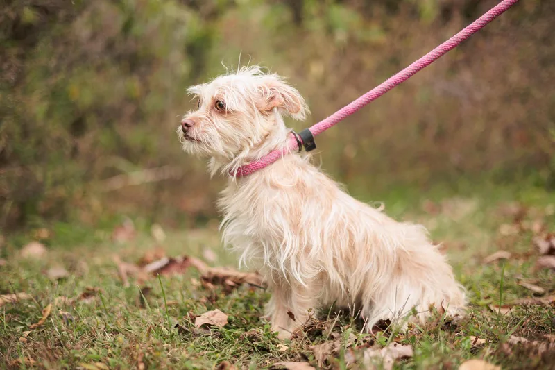 Honey Bun thumbnail 4