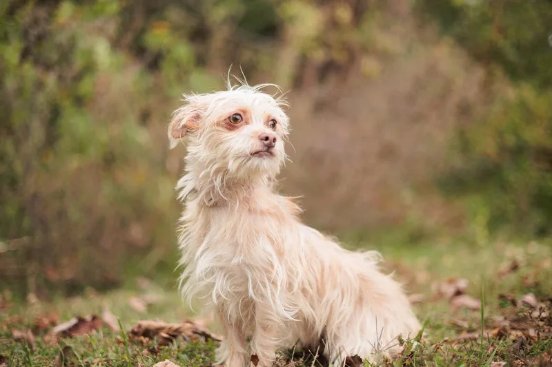 Honey Bun thumbnail 5