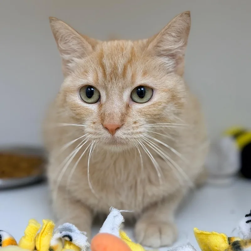 A young medium-sized female Orange / Red Domestic Short Hair cat named Lil Boo for adoption in Champaign, IL