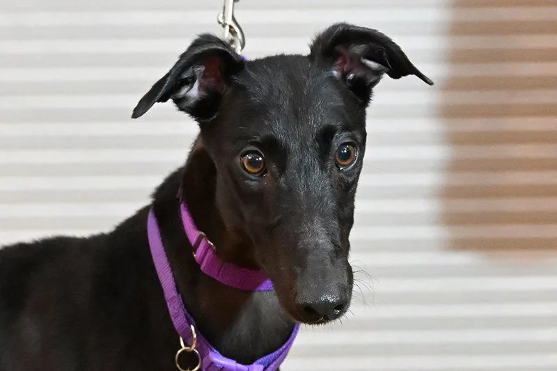 An adult medium-sized female Greyhound dog named Miya for adoption in Minneapolis, MN