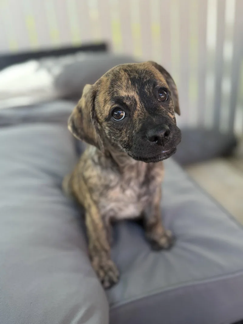 A young medium-sized male Dachshund dog named Frankie for adoption in Royal Palm Beach, FL