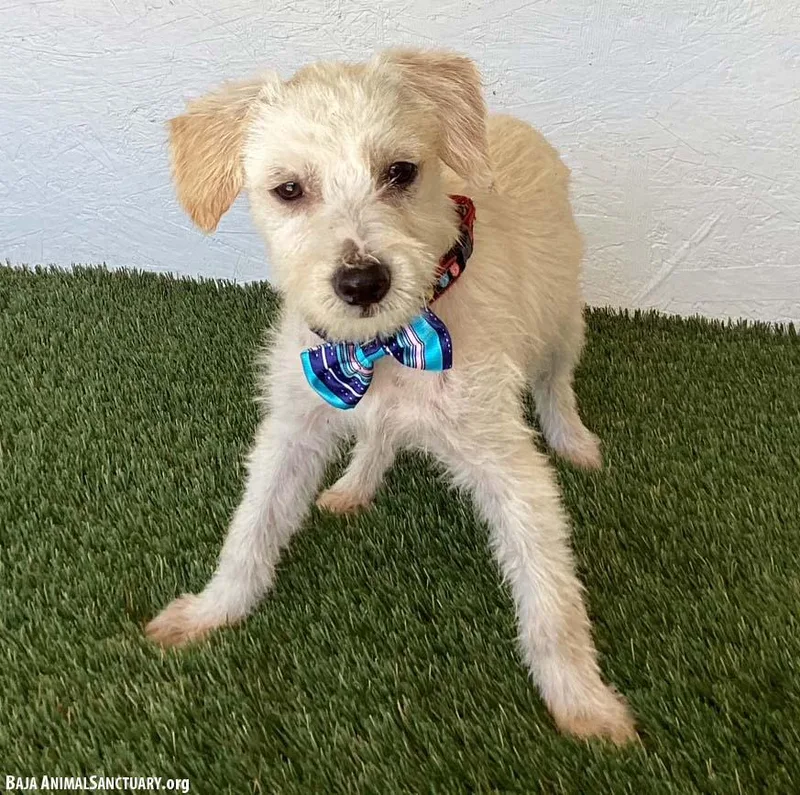 A baby medium-sized male White / Cream Jack Russell Terrier dog named Russell for adoption in San Diego, CA