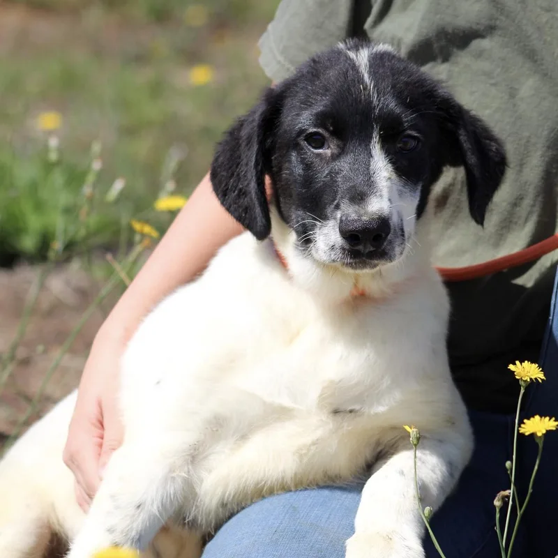 A baby large-sized male White / Cream Great Pyrenees dog named Colsen for adoption in Columbia, SC