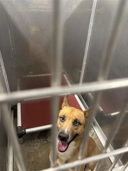 An adult medium-sized male Mixed Breed dog named Wolverine for adoption in West Chester, PA
