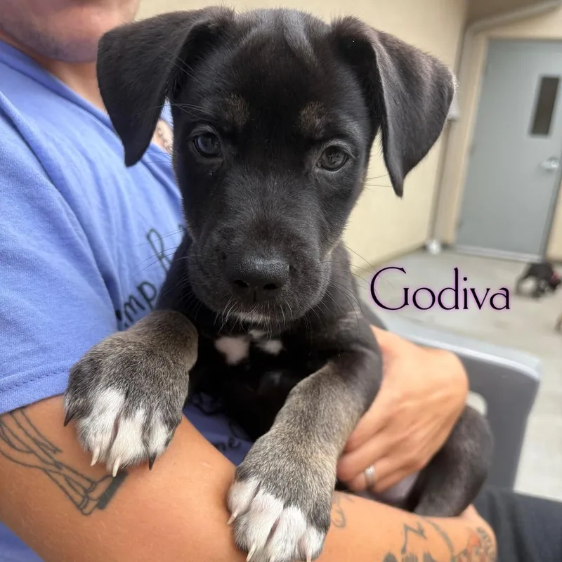 A baby small-sized female Black Pit Bull Terrier dog named Godiva for adoption in Parkersburg, WV