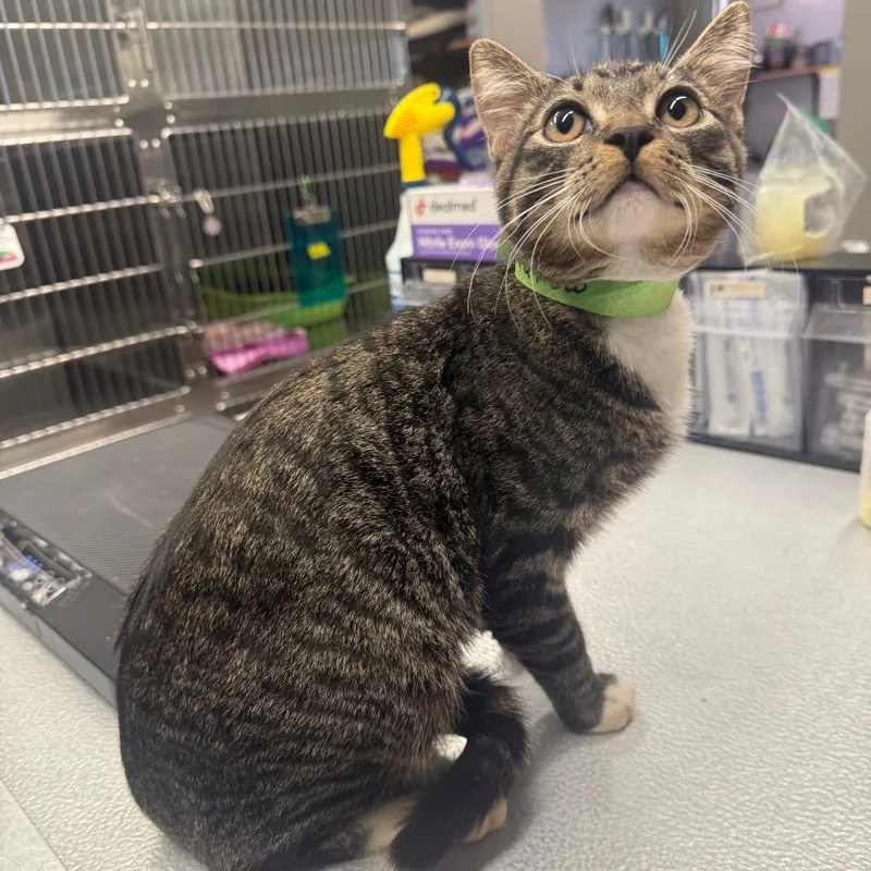 A baby medium-sized male Brown / Chocolate Domestic Short Hair cat named Mallow for adoption in Spokane, WA