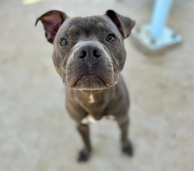 An adult medium-sized male Pit Bull Terrier dog named Crostini for adoption in Charlotte, NC