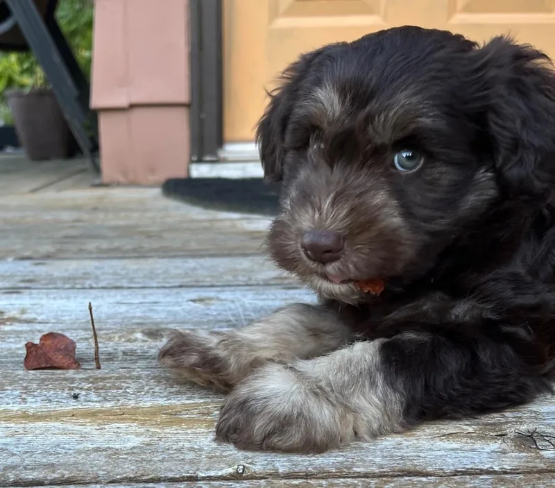 A baby small-sized male Schnauzer dog named Greeley for adoption in Thompson Falls, MT