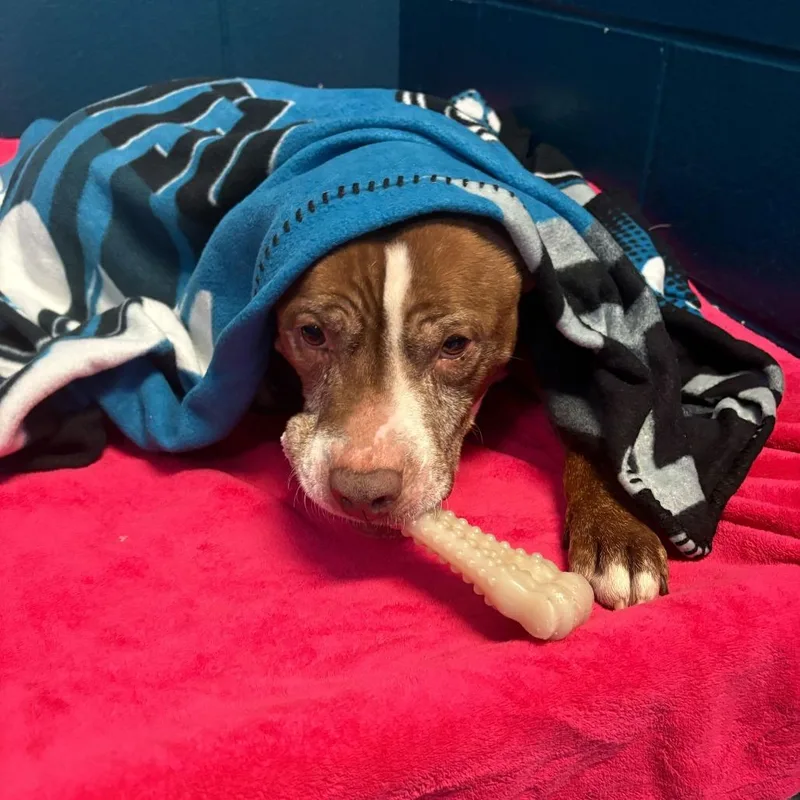 An adult large-sized male Brown / Chocolate Pit Bull Terrier dog named Theodore for adoption in Dayton, OH