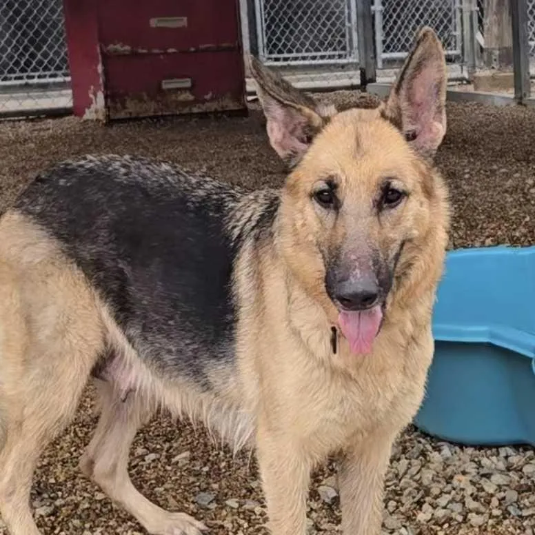 An adult large-sized female Black German Shepherd Dog dog named Rose Diko for adoption in Union, MO