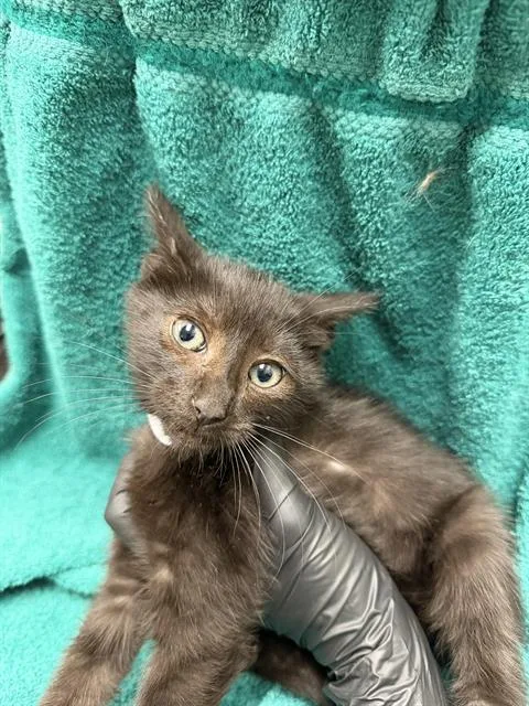 A baby small-sized female Domestic Short Hair cat named Hazel for adoption in Ontario, CA
