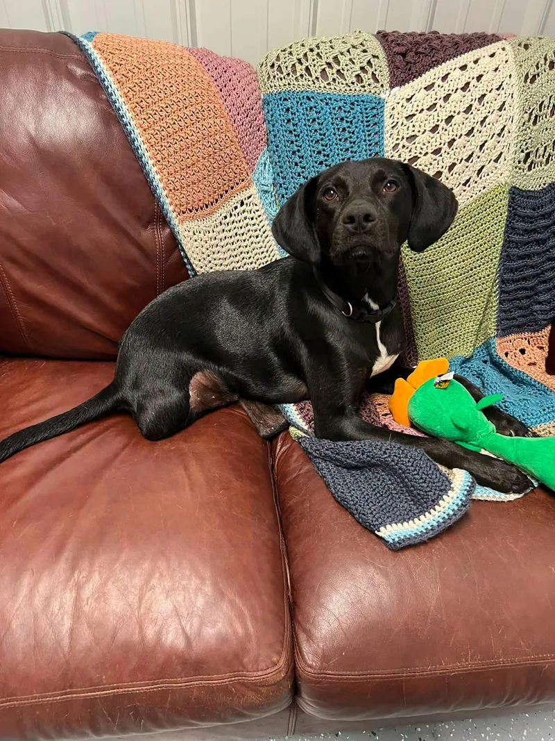 An adult medium-sized male Mixed Breed dog named Oakley for adoption in Davenport, IA
