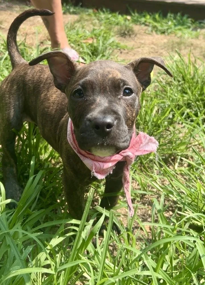 A baby large-sized female Brindle Pit Bull Terrier dog named Hadley for adoption in Greenlawn, NY