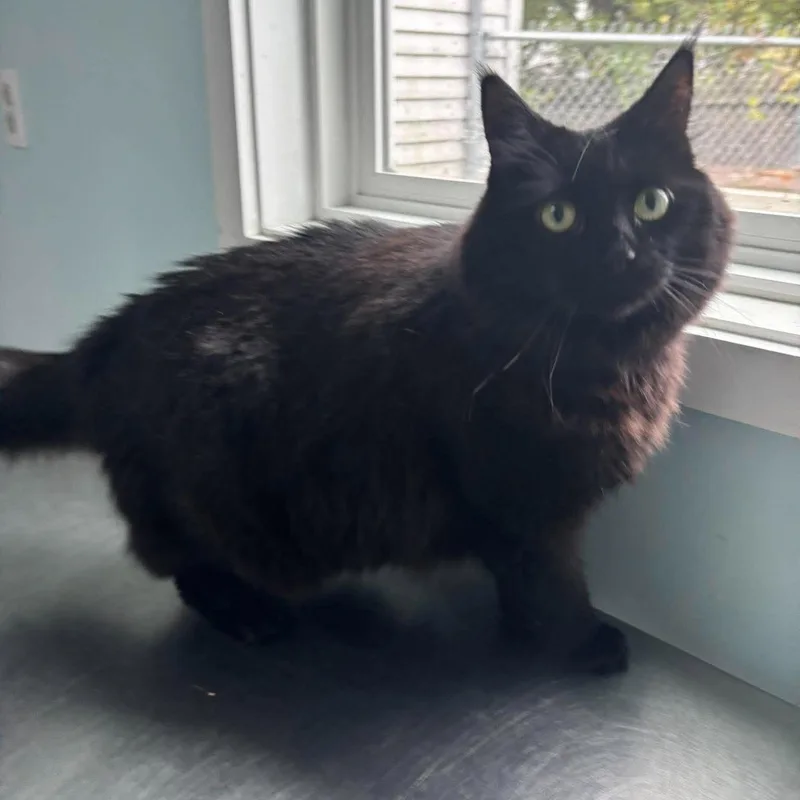 An adult large-sized female Black Domestic Long Hair cat named Onyx for adoption in Fall River, MA