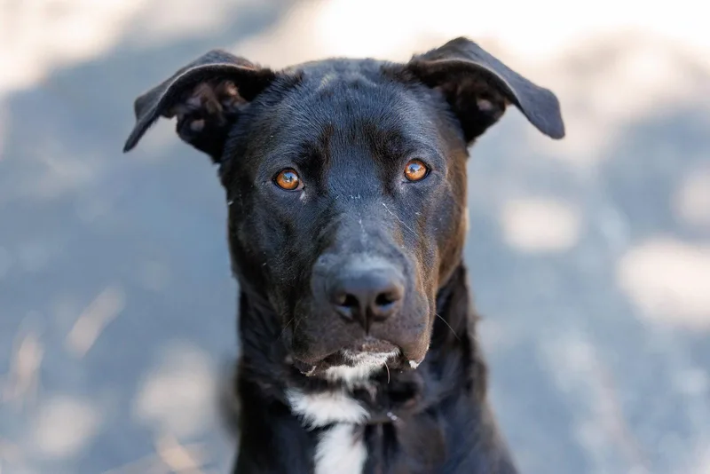 An adult large-sized male Labrador Retriever dog named Herring for adoption in Durham, NC