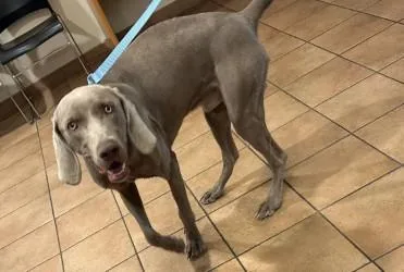 An adult large-sized male Mixed Breed dog named Canyon for adoption in Longmont, CO