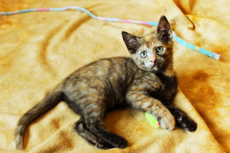A baby medium-sized female Tortoiseshell cat named Destiny for adoption in Urbana, OH