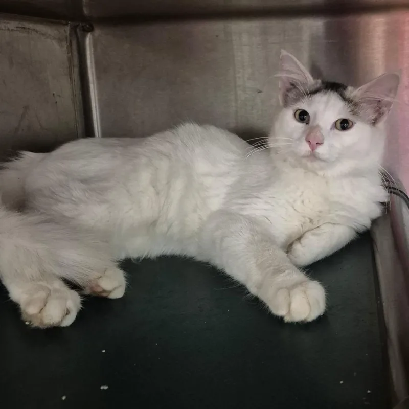 A young medium-sized male White Domestic Long Hair cat named Current for adoption in Kingman, KS