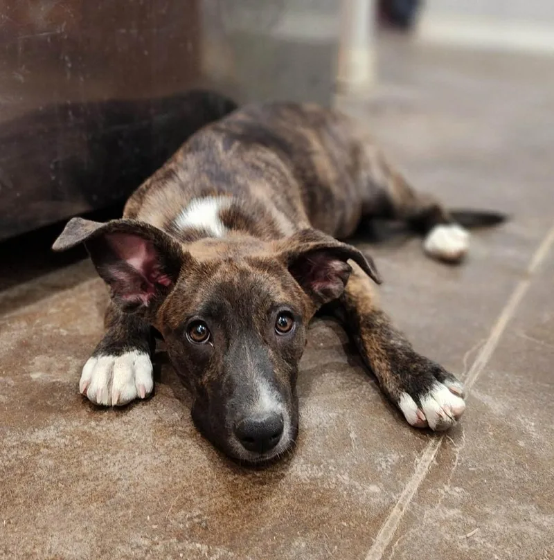 A baby small-sized female Mixed Breed dog named Harper for adoption in Mesa, AZ