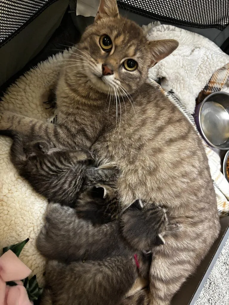 A young medium-sized female Domestic Short Hair cat named Tillie for adoption in Wintersville, OH
