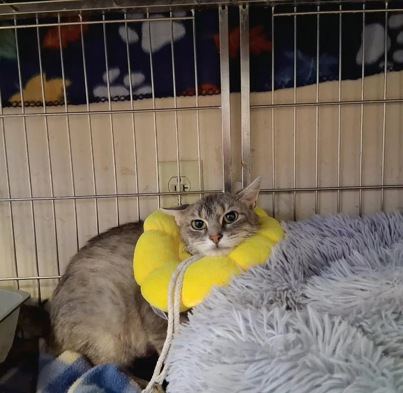 Tillie thumbnail 2