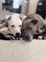 Blitz And Bella