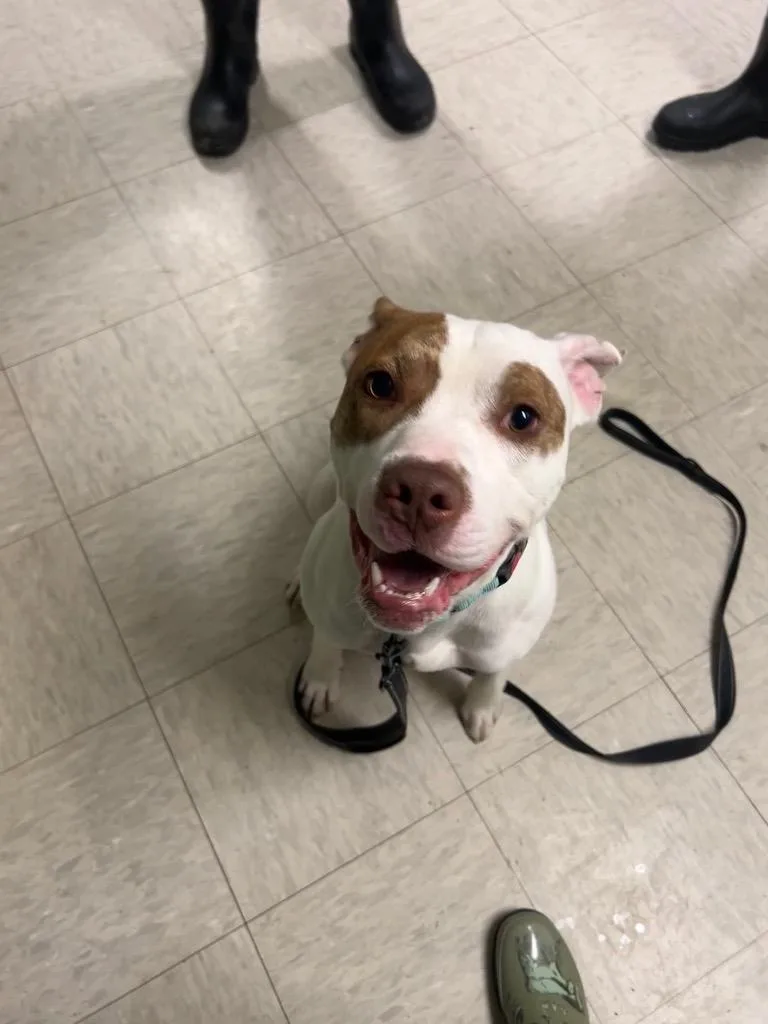 An adult medium-sized male Terrier dog named Roblox for adoption in Mineral, VA
