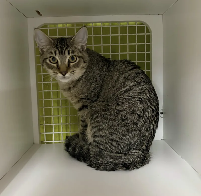 Sammy Tabby thumbnail 2