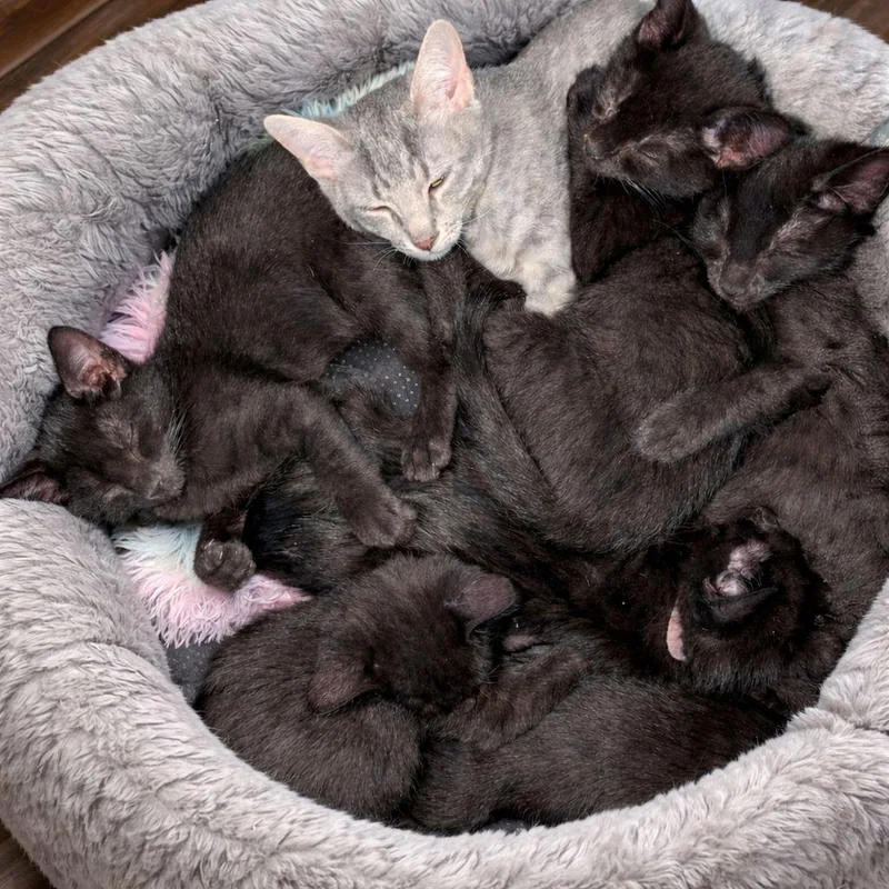 A baby small-sized female Black Domestic Short Hair cat named Midnight & Salem for adoption in Mabank, TX