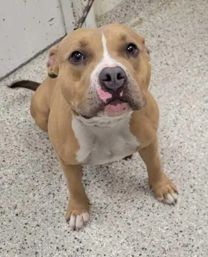 An adult large-sized female Yellow / Tan / Blond / Fawn Pit Bull Terrier dog named Rutabaga for adoption in Kansas City, MO