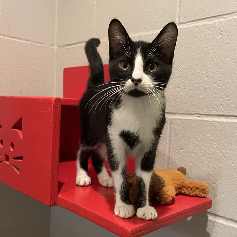 A young small-sized male Black & White / Tuxedo Domestic Short Hair cat named Ceasar for adoption in Columbus, IN